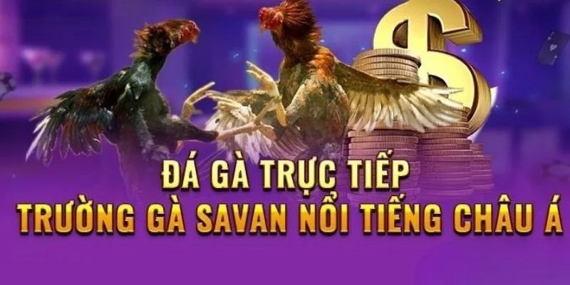  Trường Gà Savan- Trải Nghiệm Trực Tiếp Đá Gà Siêu Kịch Tính 