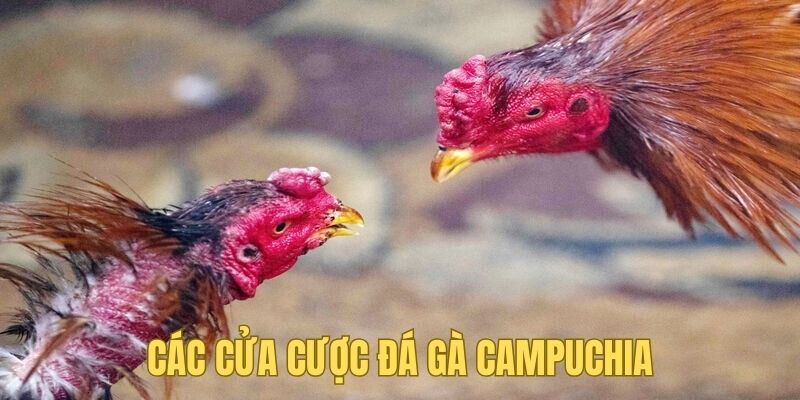 Điểm qua những cửa cược đá gà Campuchia 