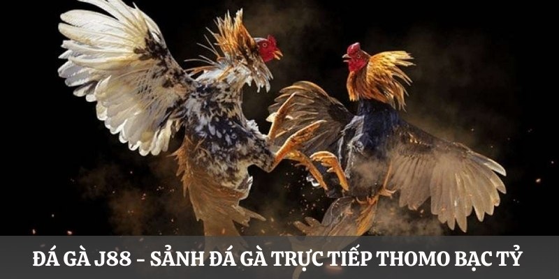 Đá Gà Trực Tiếp Thomo J88 - Nơi Mãn Nhãn Với Các Trận Kê Chiến