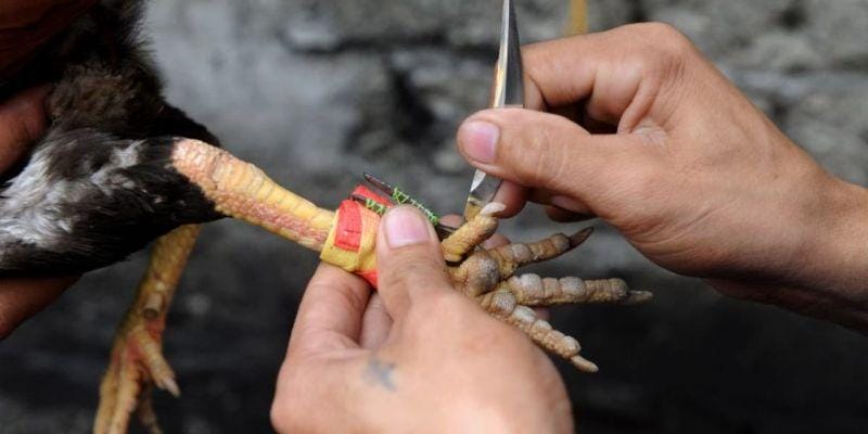 Các hình thức đá gà Philippin