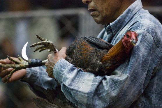 Lý do đá gà cựa dao lại được yêu thích?